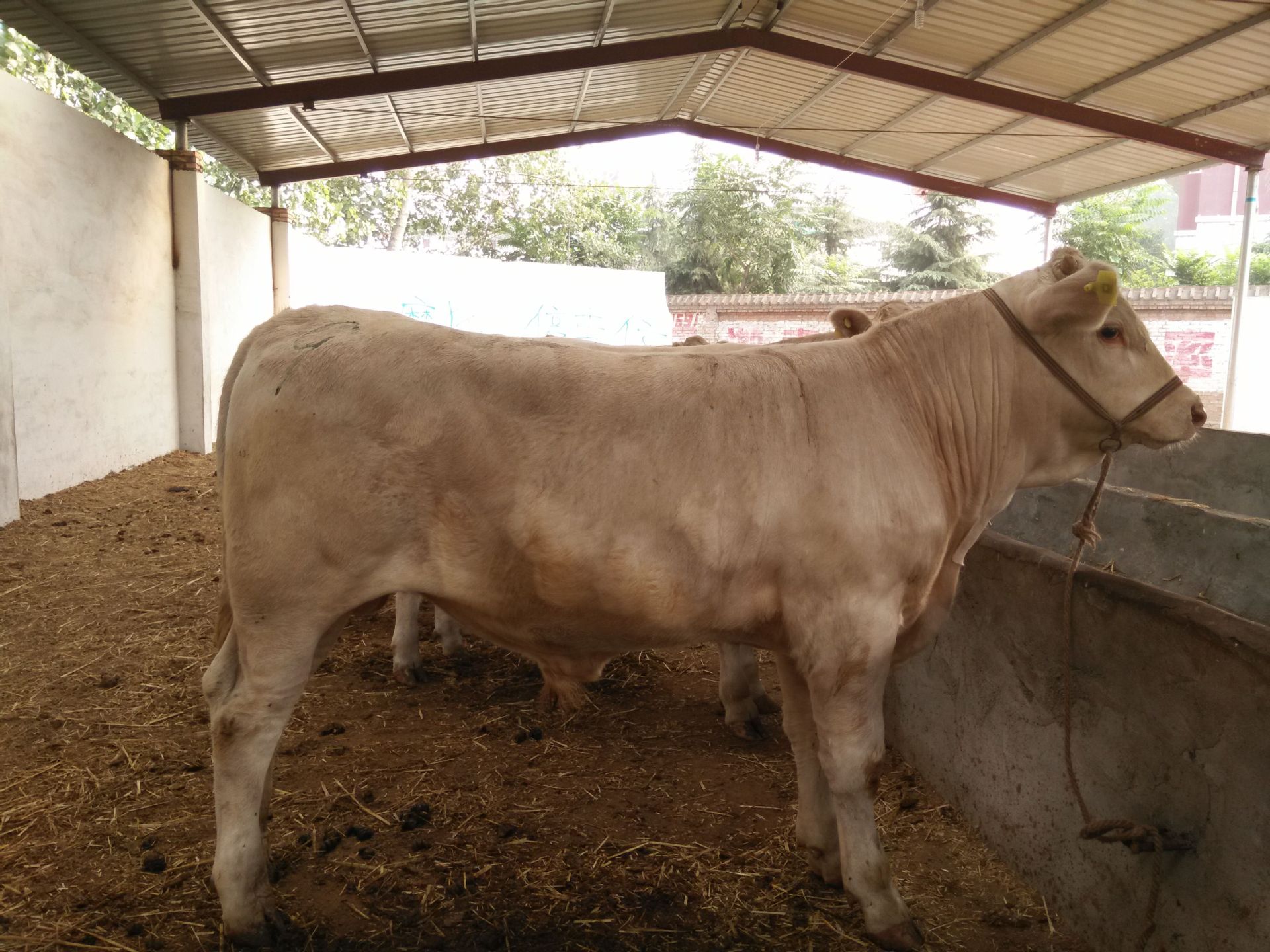 3、夏洛萊肉牛育肥預(yù)混料：肉牛預(yù)混料中還應(yīng)添加哪些其他成分才能喂給肉牛？ 