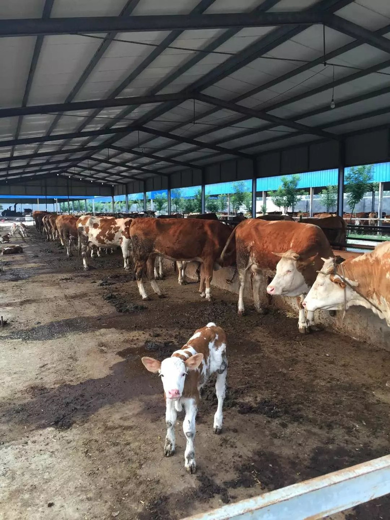 3、利木贊肉牛專用預(yù)混料：斤育肥牛飼料配方