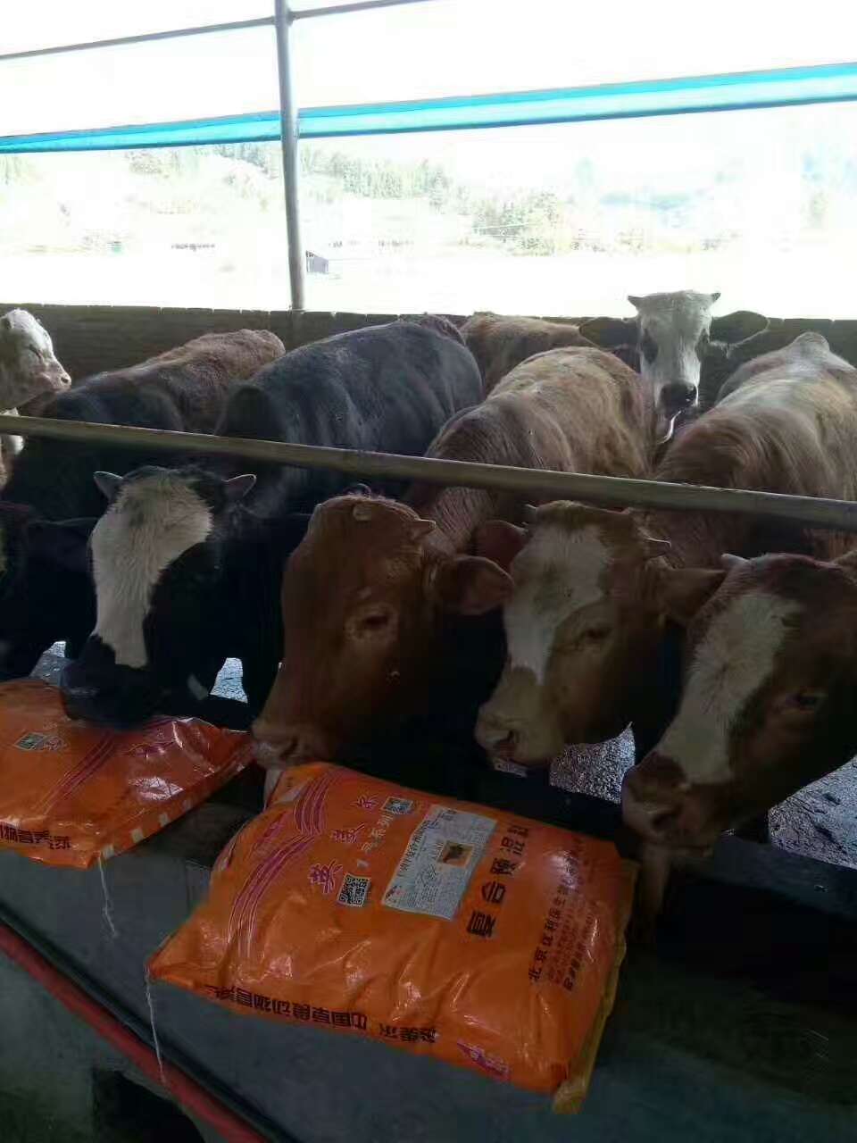 1、肉牛育肥預(yù)混料：英美牛飼料有效嗎？