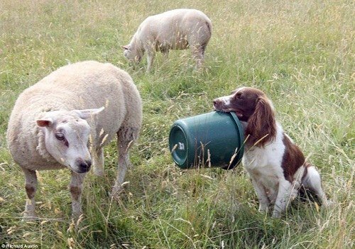 2、狗吃豬飼料有什么壞處？會發(fā)生什么？ 