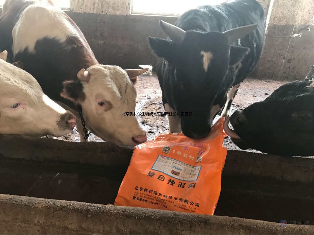 2、什么牌子的飼料對(duì)牛好？