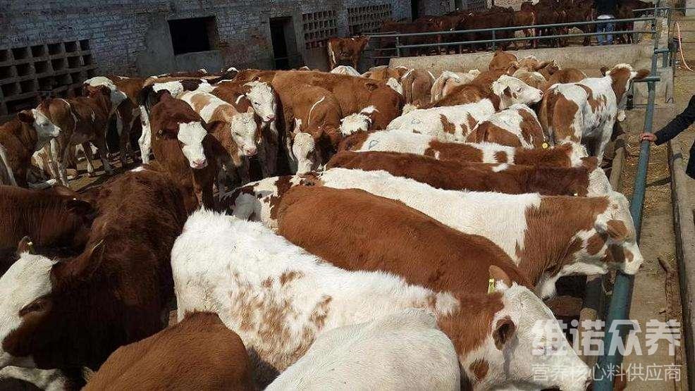1、肉牛經(jīng)常喂粗飼料。肉牛吃什么粗飼料比較好？ 