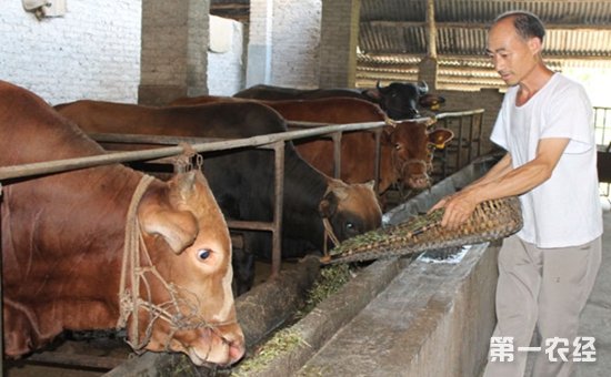 3、一公斤育肥牛西門塔爾日飼料成本是多少
