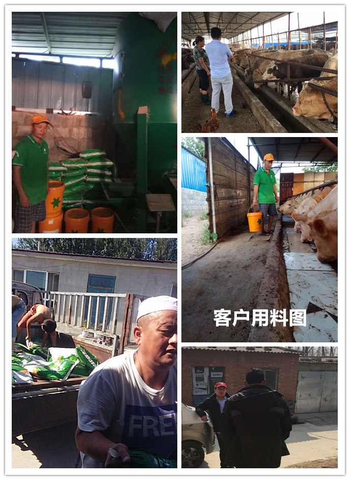 1、 大約公斤牛的育肥方法？如何混合飼料。喂多少干草和喂多少精料。你用什么喂?jié)饪s物？ 