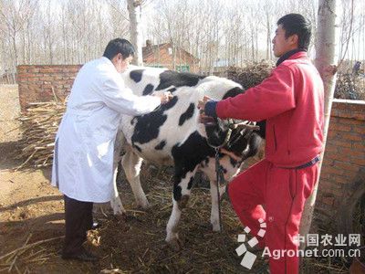 1、奶牛各階段飼料配方