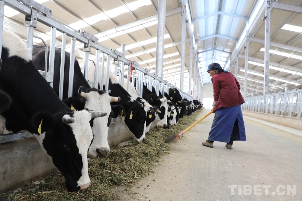 4、奶牛飼料品牌