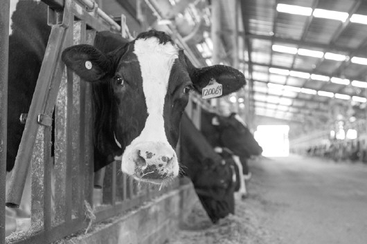 1、奶牛各階段飼料配方