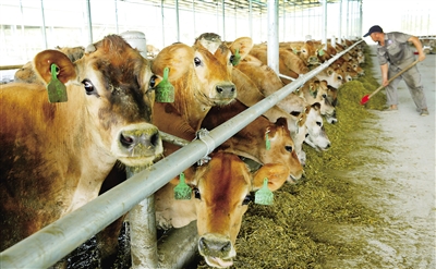 2、奶牛各階段飼料配方