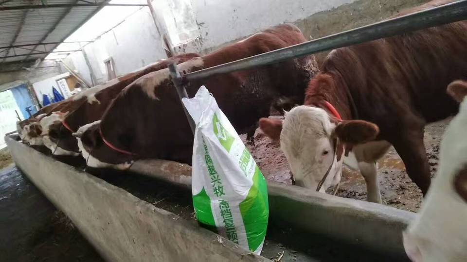 2、～斤肉牛精飼料配方