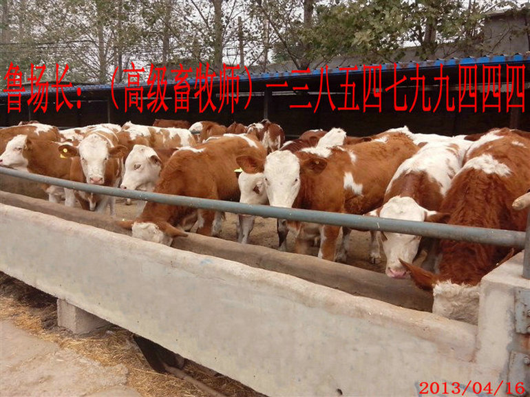 1、甲子子牛育肥計(jì)劃的設(shè)計(jì)
