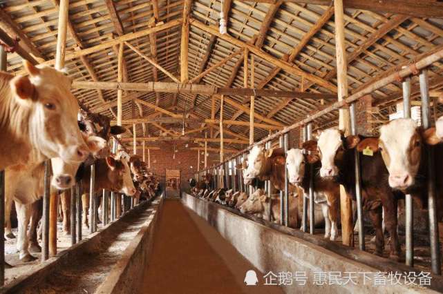 3、奶牛各階段飼料配方