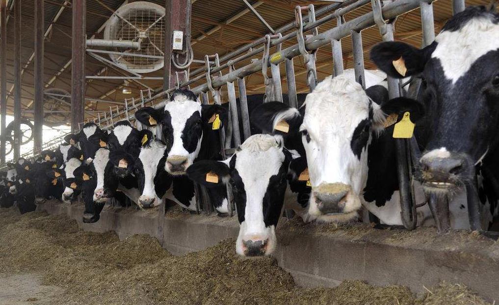 2、青貯飼料對奶牛的健康有哪些好處？ 