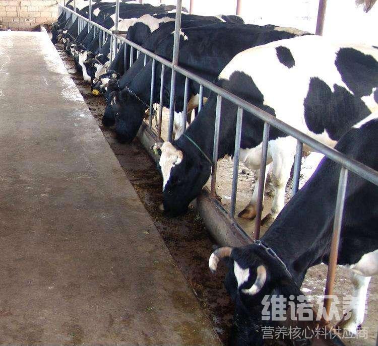 2、奶牛各階段飼料配方