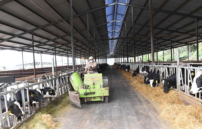 2、奶牛為什么不能喂飼料？