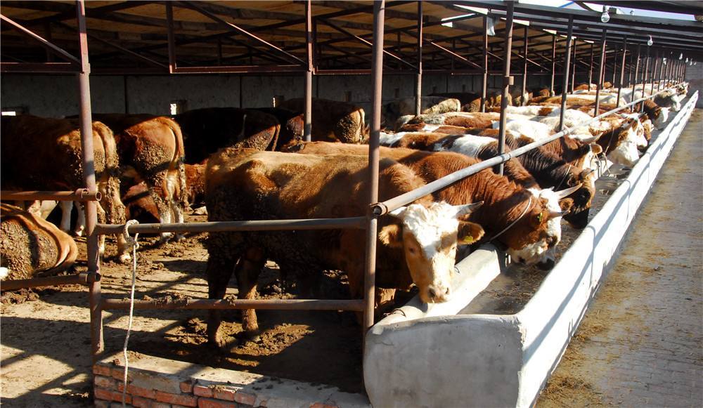 2、如何搭配肉牛飼料