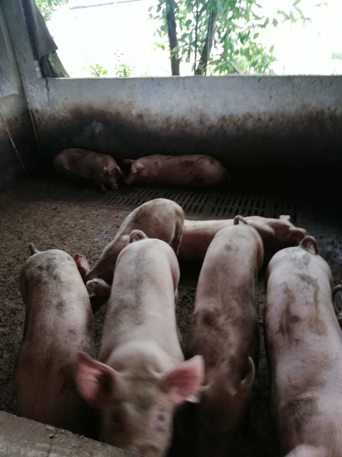 二、如何飼養(yǎng)后備母豬？